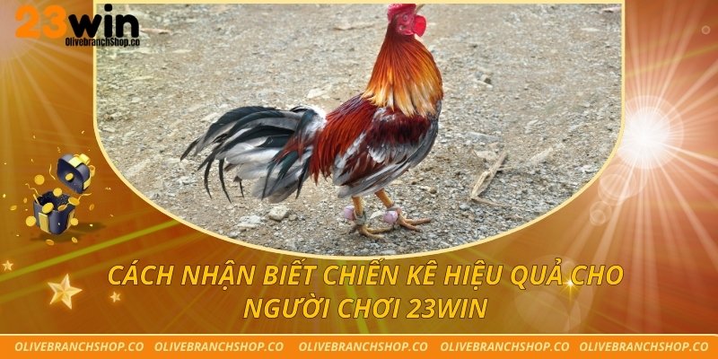 Cách Nhận Biết Chiến Kê Hiệu Quả Cho Người Chơi 23win cách nhận biết chiến kê